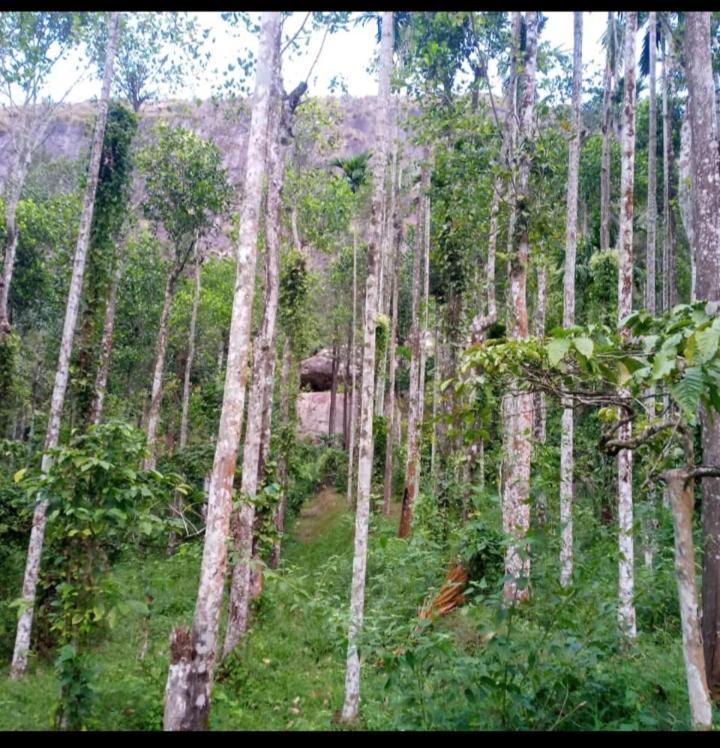 Villa Wayanad Snow Vibes Vythiri Exterior foto